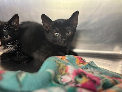TUX - Domestic Short Hair for adoption in Grand Prairie