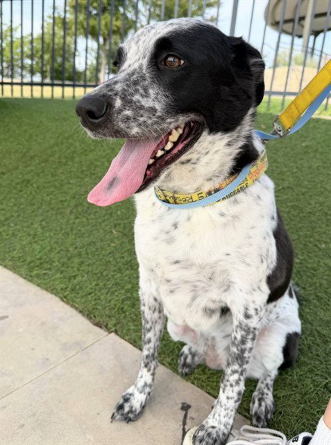 MAZE - Australian Cattle Dog/Blue Heeler available for adoption