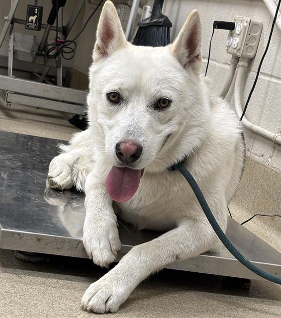 BOULDER - Siberian Husky for adoption in Arlington