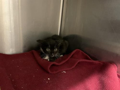 KIM POSSIBLE - Domestic Short Hair available for adoption