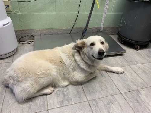 CHELA - Great Pyrenees available for adoption