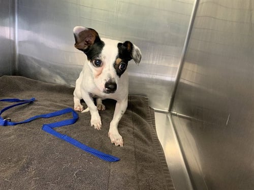 (FRED)CHATO - Chihuahua available for adoption