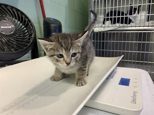 MASHED POTATOES - Domestic Short Hair available for adoption