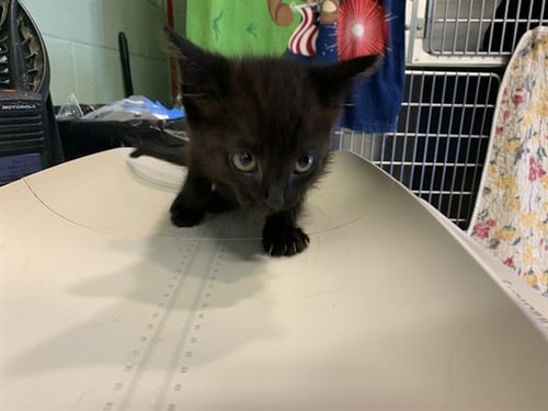 ALABASTER - Domestic Short Hair available for adoption