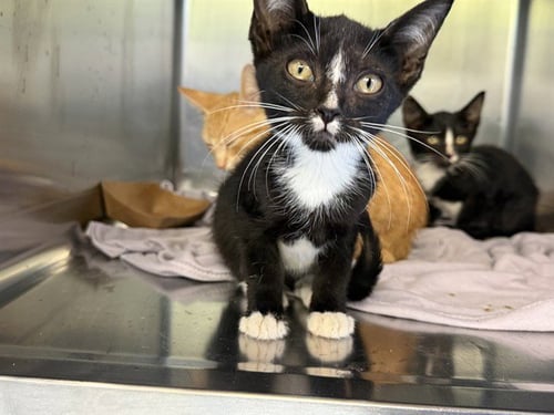 A233982 - Domestic Short Hair available for adoption