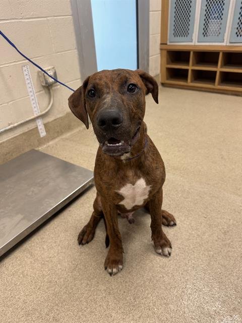 IKE - Plott Hound available for adoption
