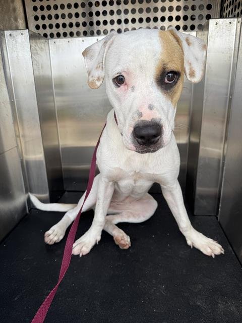 MS. FRIZZLE - American Staffordshire Terrier available for adoption
