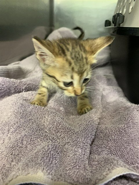 JUPITER - Domestic Short Hair for adoption in Grand Prairie