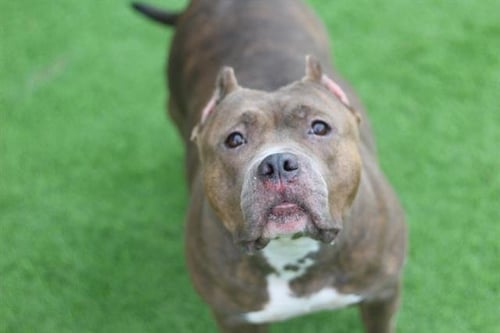 BELLA - American Bulldog available for adoption