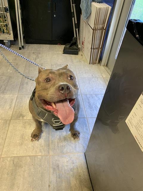 BELLA - American Bulldog available for adoption