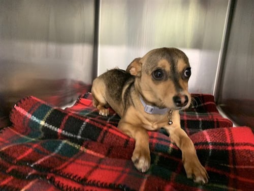 FAWN - Chihuahua available for adoption