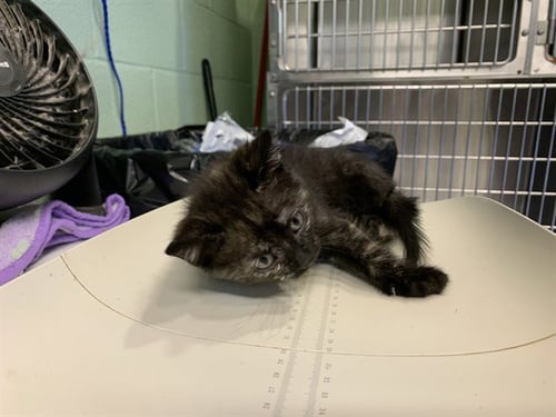TESSA - Domestic Short Hair available for adoption