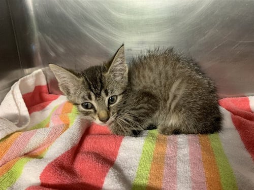 AVA - Domestic Short Hair available for adoption