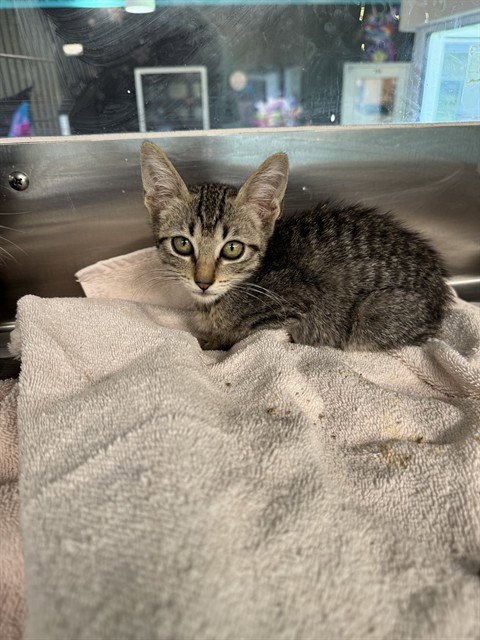 AVA - Domestic Short Hair available for adoption