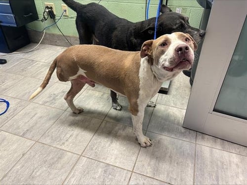 TANK - American Staffordshire Terrier available for adoption