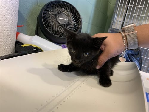 JULY - Domestic Short Hair available for adoption