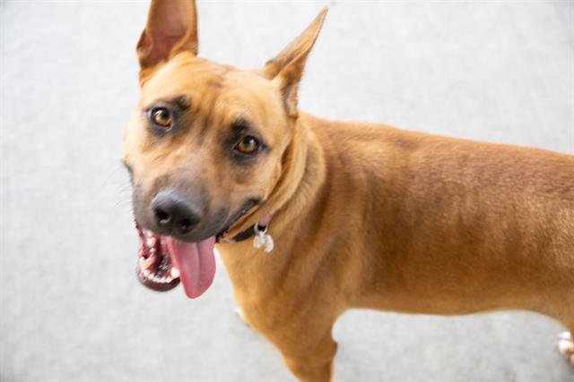 CHARLIE - American Staffordshire Terrier available for adoption