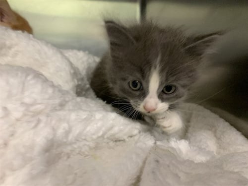 DORIAN GRAY - Domestic Medium Hair available for adoption