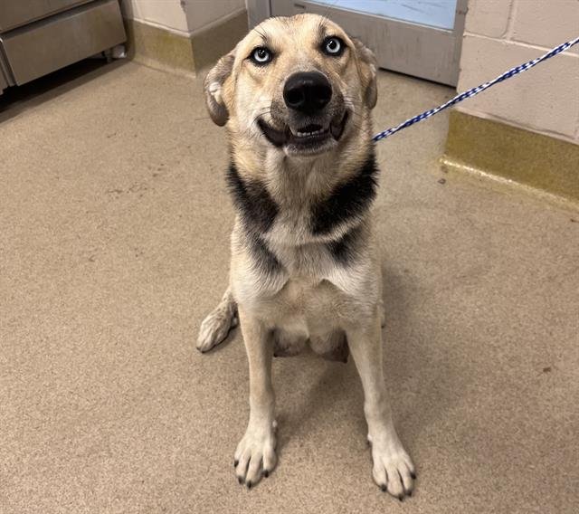 KATNISS - German Shepherd Dog / Siberian Husky available for adoption