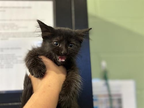 A235076 - Domestic Short Hair available for adoption