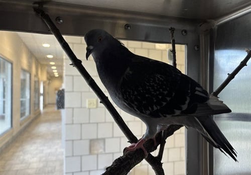 A234035 - Pigeon available for adoption