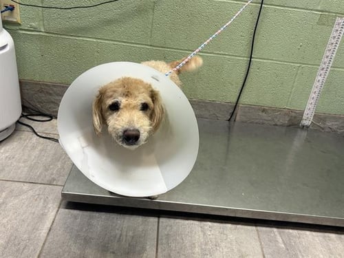 BISCUIT - Poodle (Miniature) available for adoption