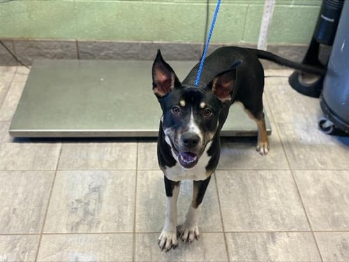 REEF - American Staffordshire Terrier available for adoption