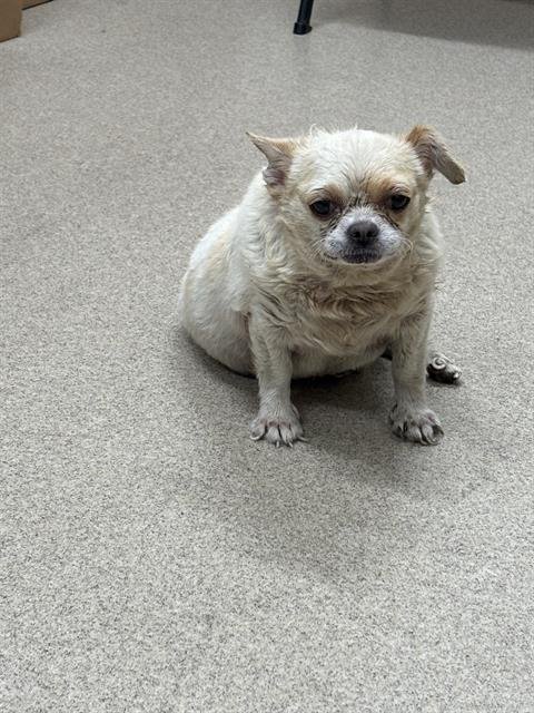 CARL - Chihuahua available for adoption