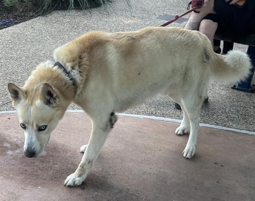 BUCKY - Siberian Husky / German Shepherd Dog available for adoption