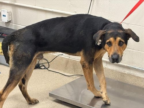 HOUDINI - German Shepherd Dog available for adoption