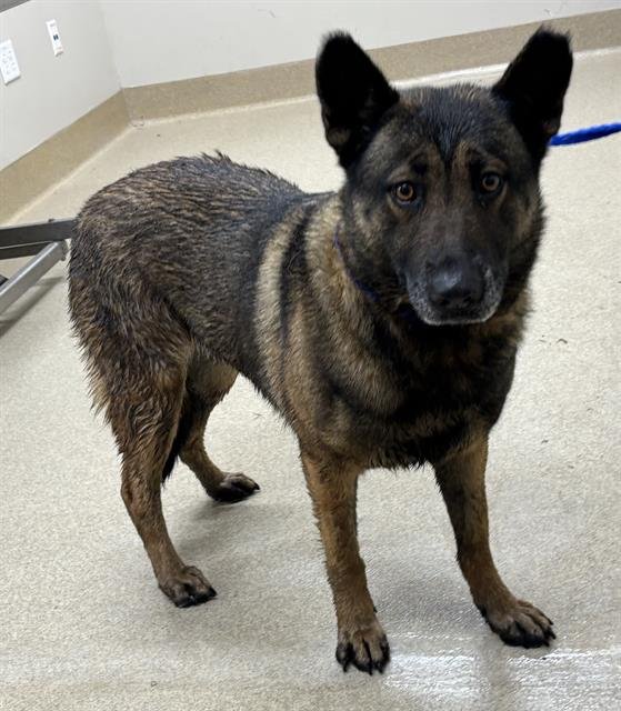 MISTY - German Shepherd Dog for adoption in Arlington