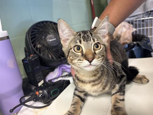 JUDE - Domestic Short Hair available for adoption