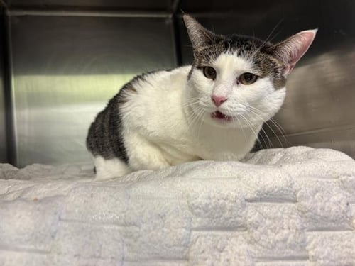 ARIANA - Domestic Short Hair available for adoption