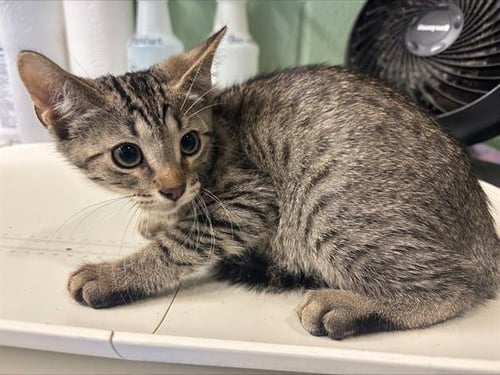 GOOSE - Domestic Short Hair for adoption in Arlington