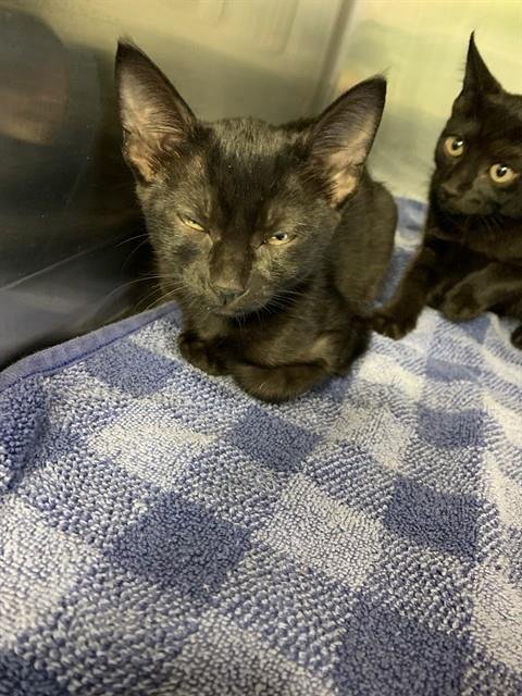 RAPUNZEL - Domestic Short Hair for adoption in Grand Prairie