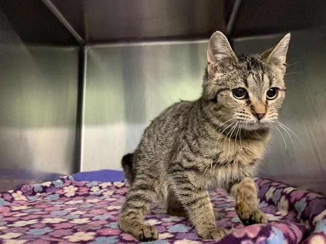 VALENTINA - Domestic Short Hair available for adoption