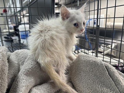 SPILLWAY - Domestic Short Hair available for adoption