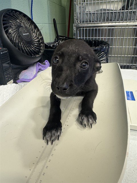 JENGA - American Staffordshire Terrier / Labrador Retriever available for adoption