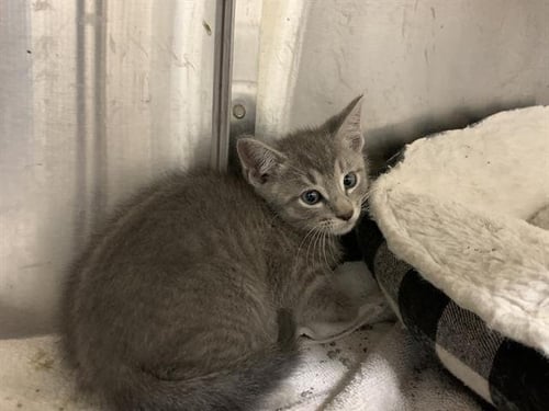 BECK - Domestic Short Hair available for adoption