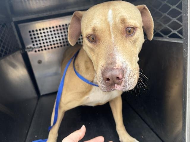 DONNA - American Staffordshire Terrier for adoption in Arlington