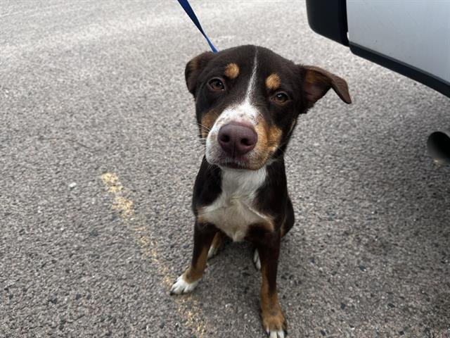 MITSUBISHI - Siberian Husky / American Staffordshire Terrier available for adoption