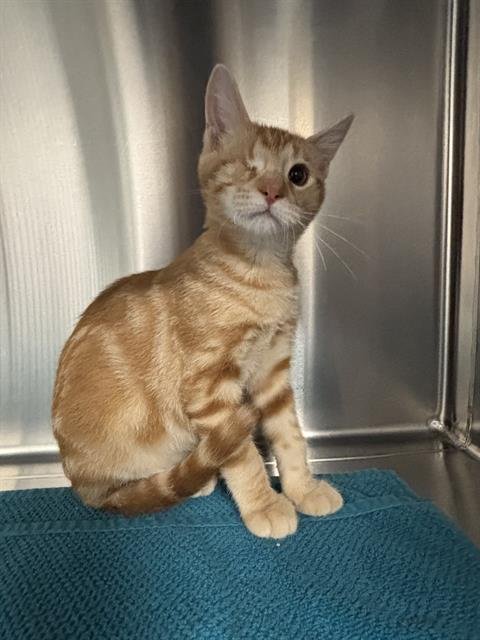 CHARLIE - Domestic Short Hair available for adoption