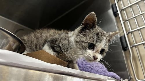 CINDERELLY - Domestic Short Hair for adoption in Arlington
