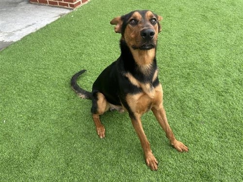 LAURENT - German Shepherd Dog available for adoption