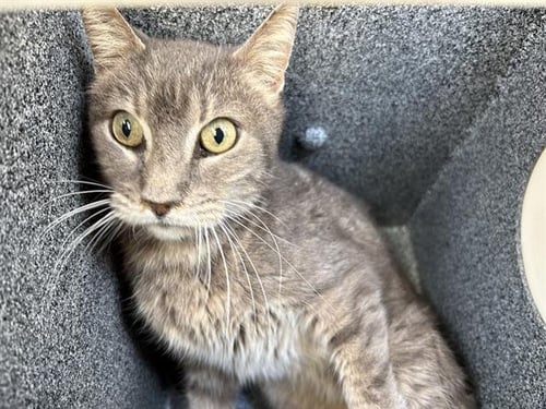 TOMMY - Domestic Short Hair available for adoption