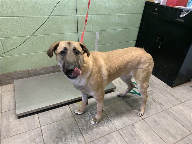 SCOOTER - German Shepherd Dog for adoption in Arlington