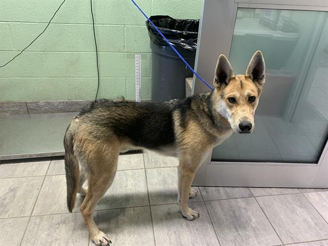 LEAF - German Shepherd Dog available for adoption