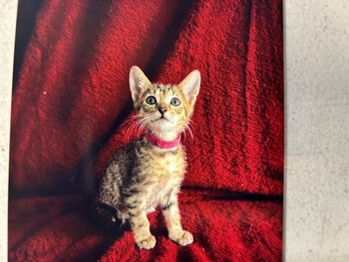 CANNELLINI BEAN - Domestic Short Hair available for adoption