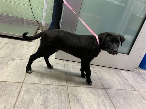 GARRETT GRAHAM - Labrador Retriever available for adoption