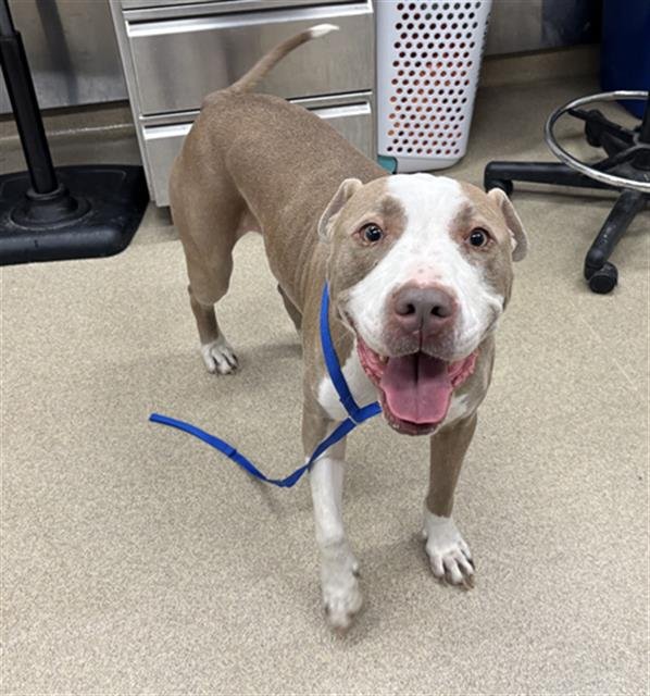 ZEUS - American Staffordshire Terrier available for adoption